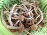 家常菜茶树菇炒肉片做法图解1)