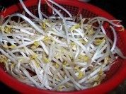 凉拌绿豆芽做法图解1)