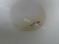 诱人的凉拌金针菇做法图解13)