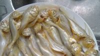 清蒸梅童鱼做法图解5)