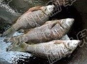 开胃豆瓣鲤鱼做法图解4)