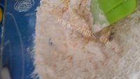 自制蔓越莓酥条做法图解3)