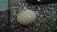 美味的枸杞叶鸡蛋汤做法图解2)