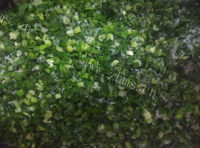 美味韭菜白菜肉饼做法图解3)