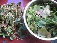 家常菜凉拌鱼腥草叶做法图解1)