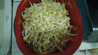 家常菜素炒黄豆芽做法图解1)