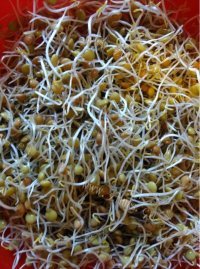 家常菜素炒豆芽做法图解6)