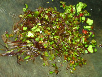 特色美食香椿厚蛋烧做法图解2)