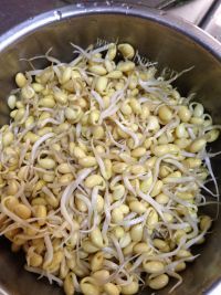 家常菜素炒黄豆芽做法图解1)
