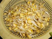 家常菜黄豆芽炒肉丝做法图解1)