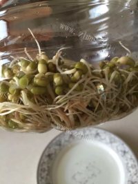 简单的淋豆芽做法图解4)