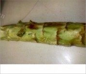 简单的凉拌窝笋做法图解1)