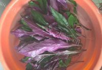 美味的清炒紫背菜的做法图解一