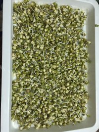 方便的自种豆芽做法图解5)
