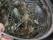 葱爆河虾做法图解3)