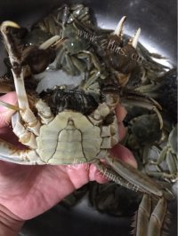 好吃的清蒸大闸蟹做法图解2)