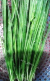 美味的韭菜猪肉饺子做法图解2)