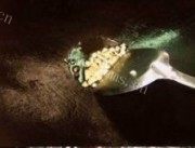 香草烤大虾做法图解3)