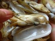 美味的麻辣蛏子做法图解2)