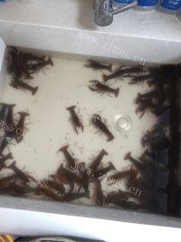 色香味俱全的麻辣小龙虾做法图解1)