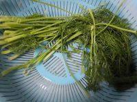 自己做的茴香饼做法图解1)