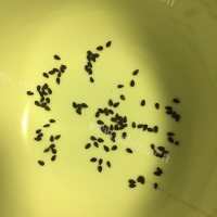 香香的腊肠炒荷兰豆盖饭做法图解11)
