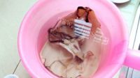 美味的花生鱿鱼瘦肉粥做法图解1)