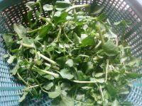 家常菜蒜香西洋菜做法图解1)