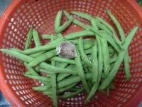 「DIY美食」蒜香豆角做法图解1)