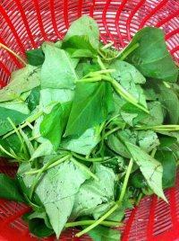 清淡蒜香番薯叶做法图解2)