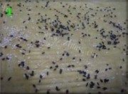 美味的如意蝉衣豆腐卷做法图解7)