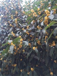 自制糖桂花做法图解1)
