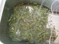 简单的蒸荠菜做法图解1)