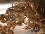 美味的生炒蟛蜞做法图解1)