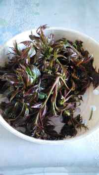 家常菜香椿芽拌豆腐做法图解1)