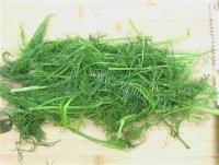 茴香鲜肉饺做法图解5)