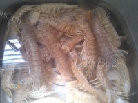 美味的清蒸皮皮虾做法图解1)