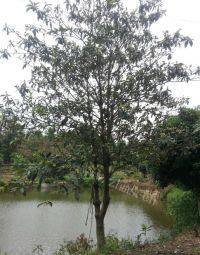 自制枇杷膏做法图解1)