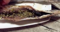 香喷喷的烤秋刀鱼做法图解5)