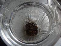 自己做的奶茶做法图解5)