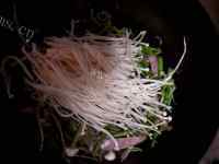 爽口芹菜针菇粉做法图解5)