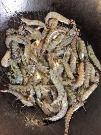 吮指虾做法图解2)