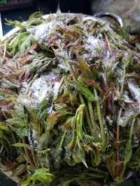 自制香椿咸菜做法图解5)