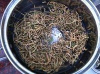 罗汉果金银花茶做法图解2)