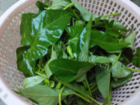 美味的凉拌空心菜做法图解1)