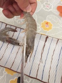 美味的茄汁大虾做法图解1)