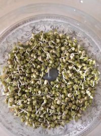简单的淋豆芽做法图解3)