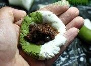 美味的珍珠翡翠丸做法图解4)