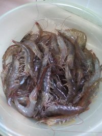 色香味浓的红烧虾做法图解1)
