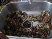 家常龙虾做法图解1)